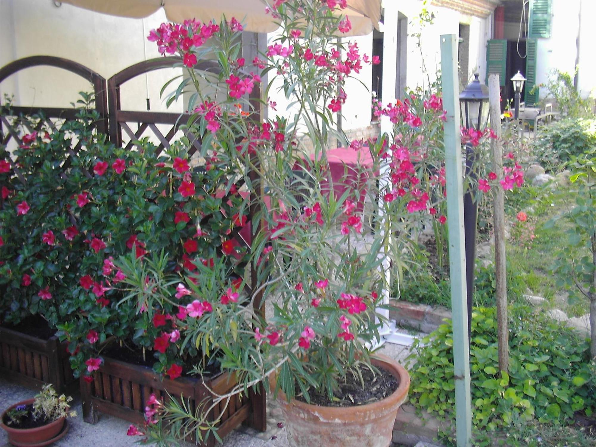 La Chicca B&B Cassine Exterior foto